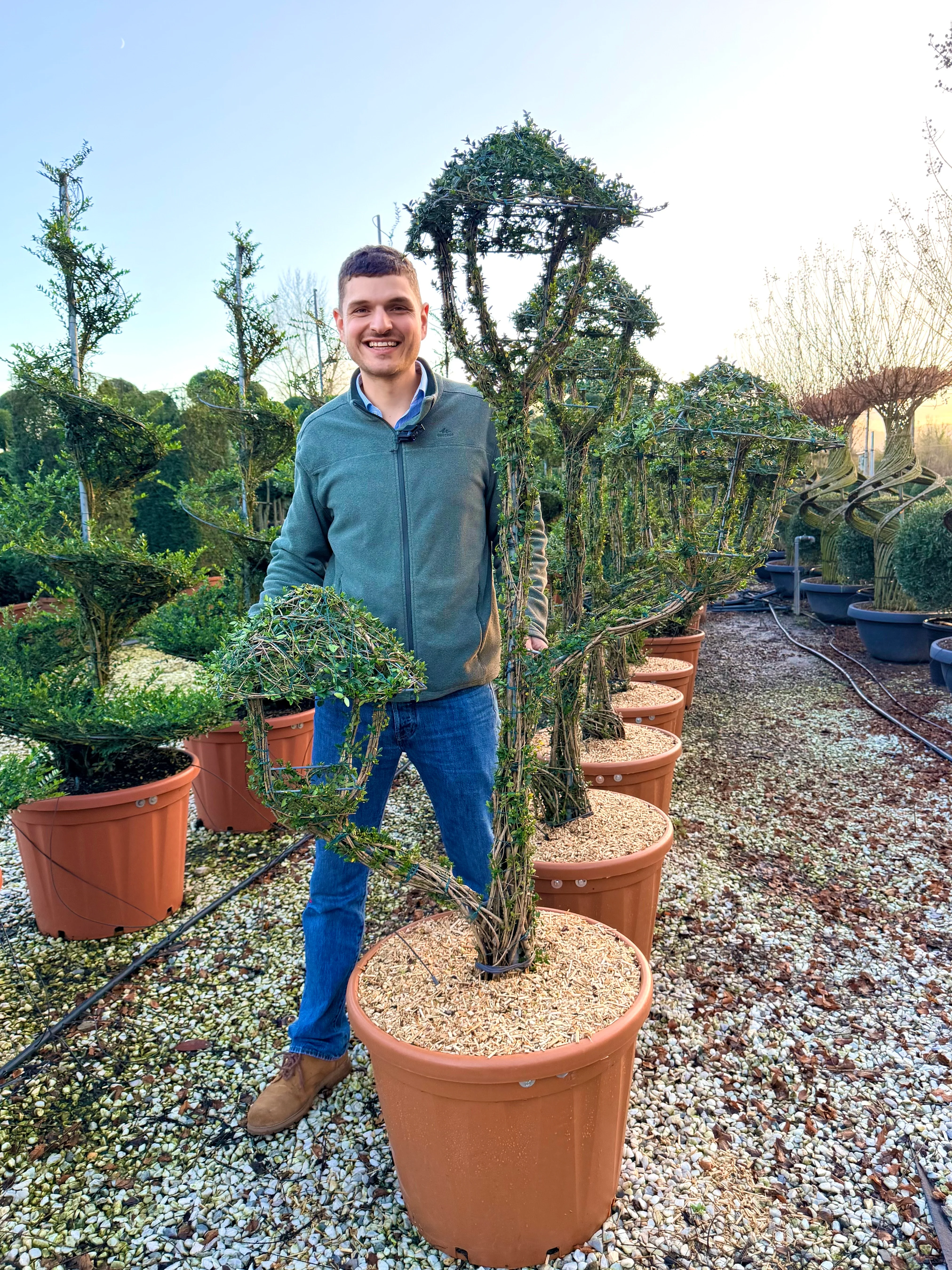 Troène du Yunnan en topiaire - Image 8