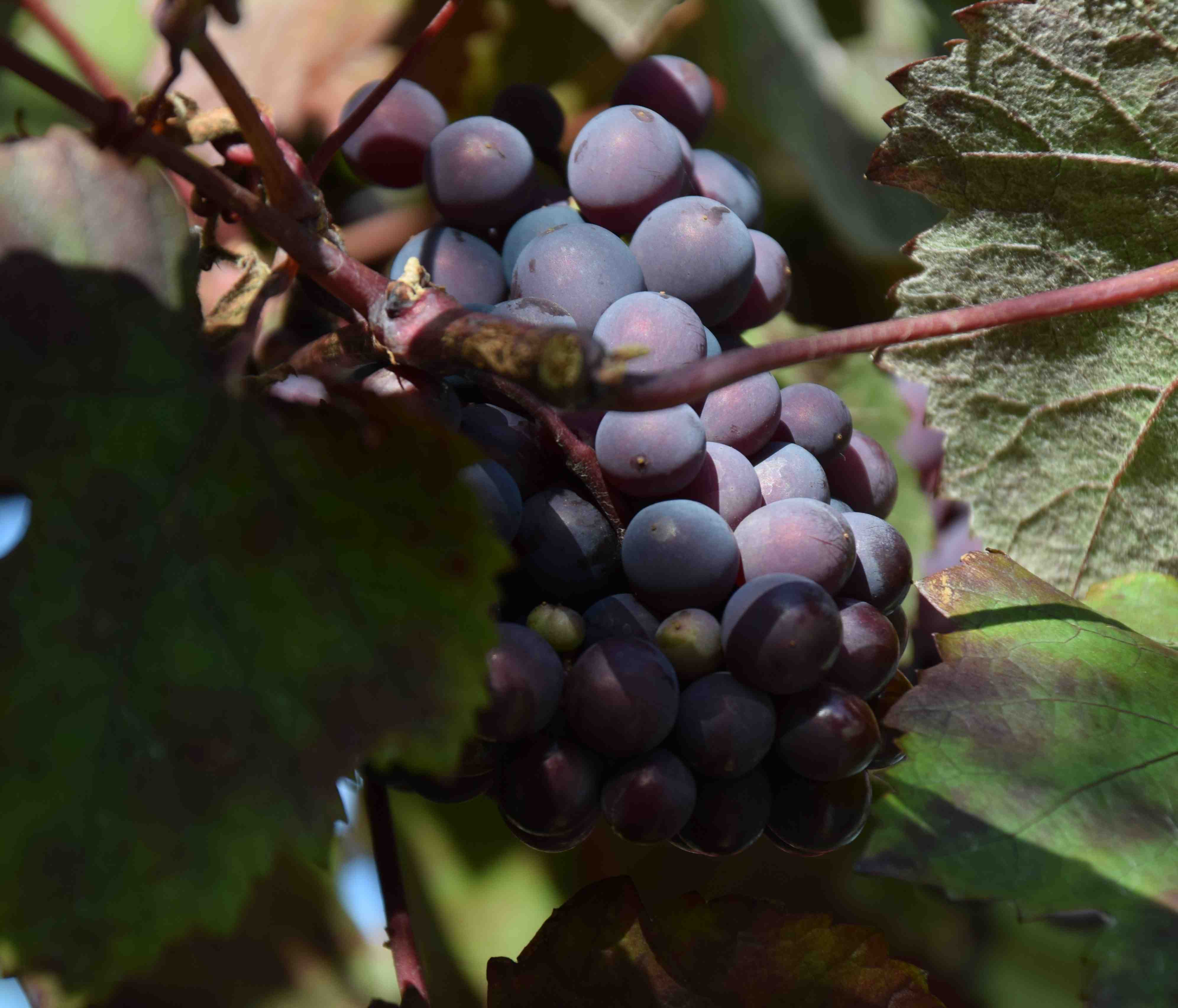 Vigne de table noire - Image 4