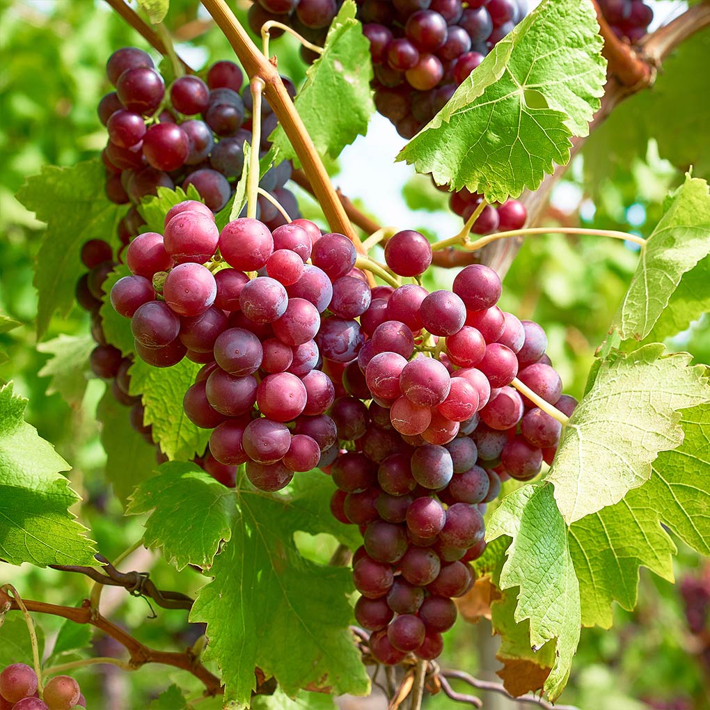 Vigne de table rouge - Image 3