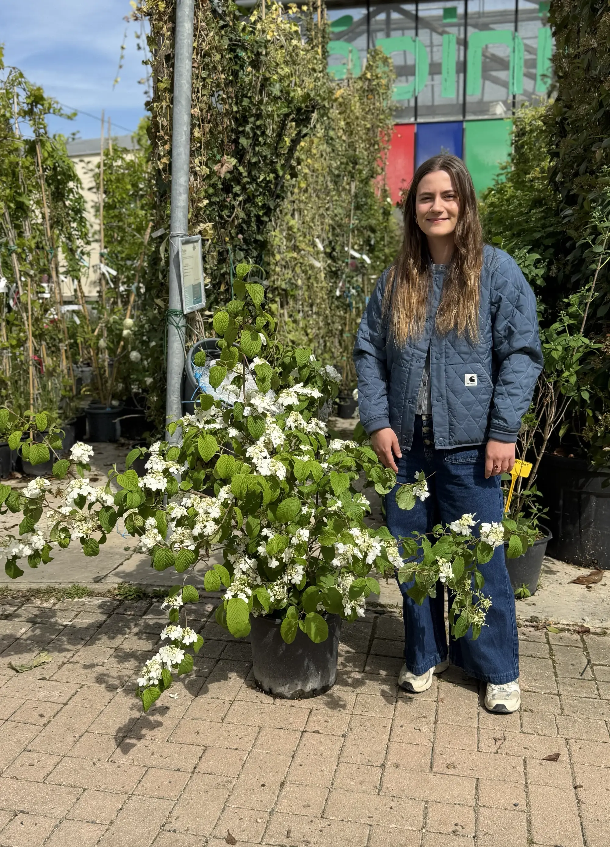 Viorne de Chine (Viburnum Plicatum Shasta) - Image 3