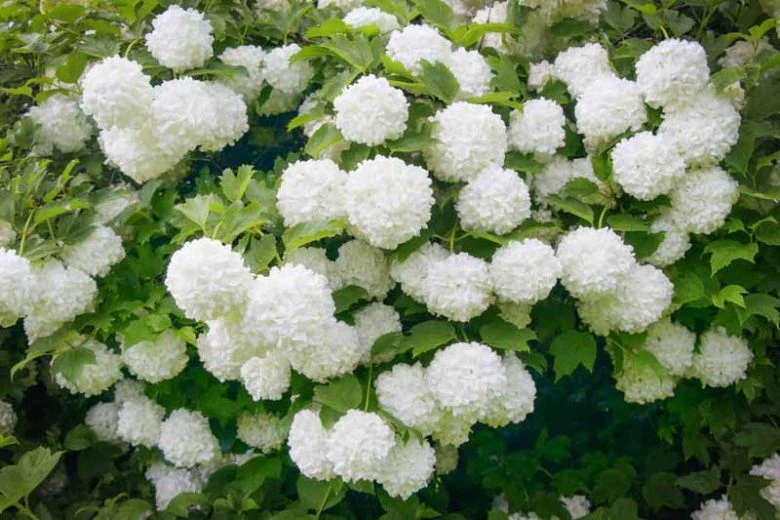 Viorne Obier Boule de Neige (Viburnum opulus) - Image 3