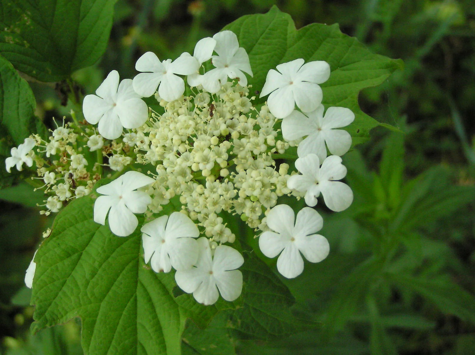 Viorne Obier Boule de Neige (Viburnum opulus) - Image 4