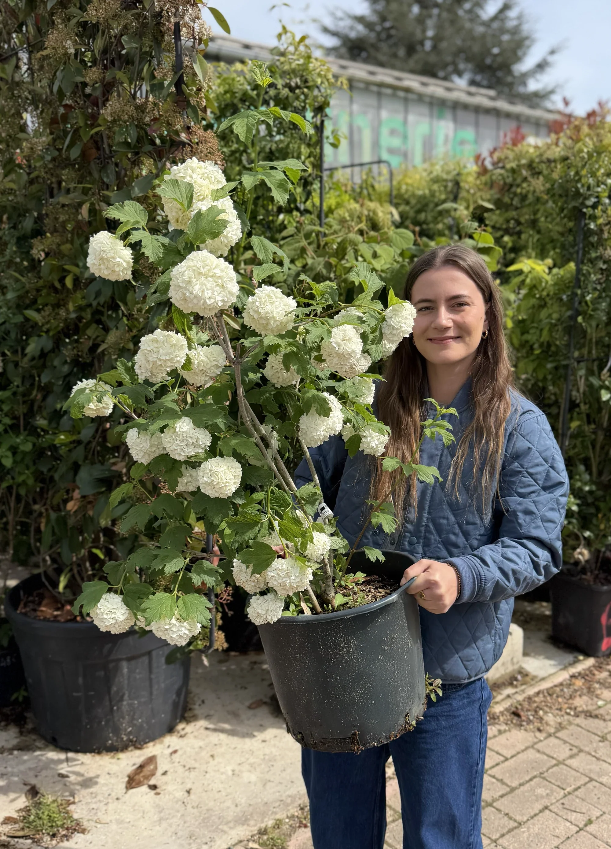 Viorne Obier Boule de Neige (Viburnum opulus) - Image 6