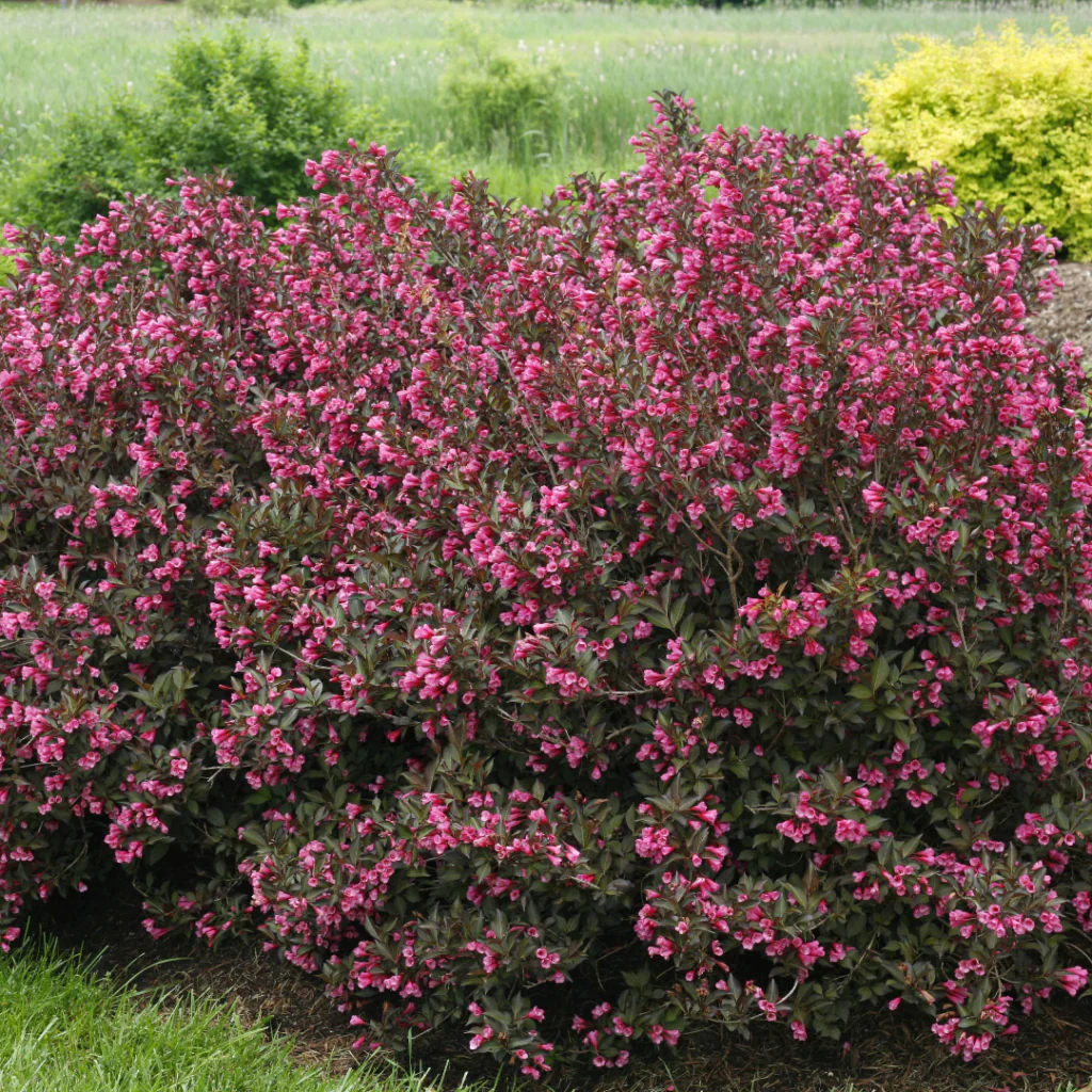 Weigelia à feuilles pourpres - Image 6