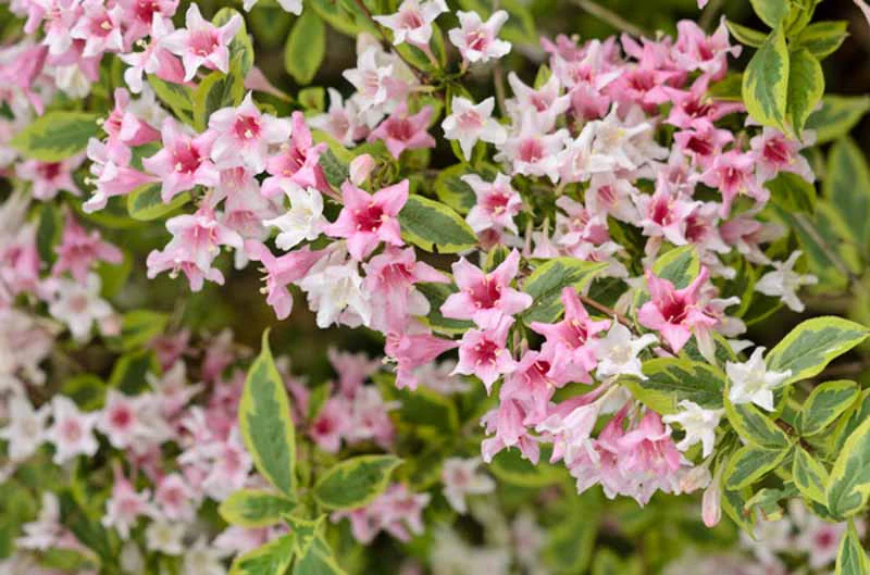 Weigelia à feuilles panachées - Image 2