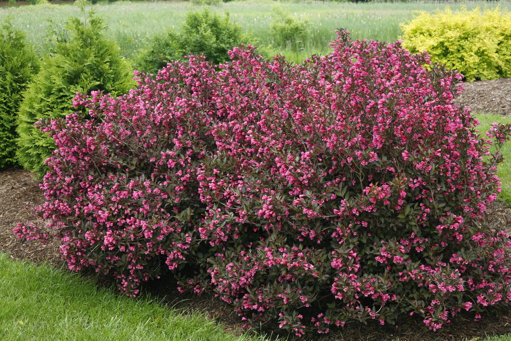 Weigelia à feuilles panachées - Image 3
