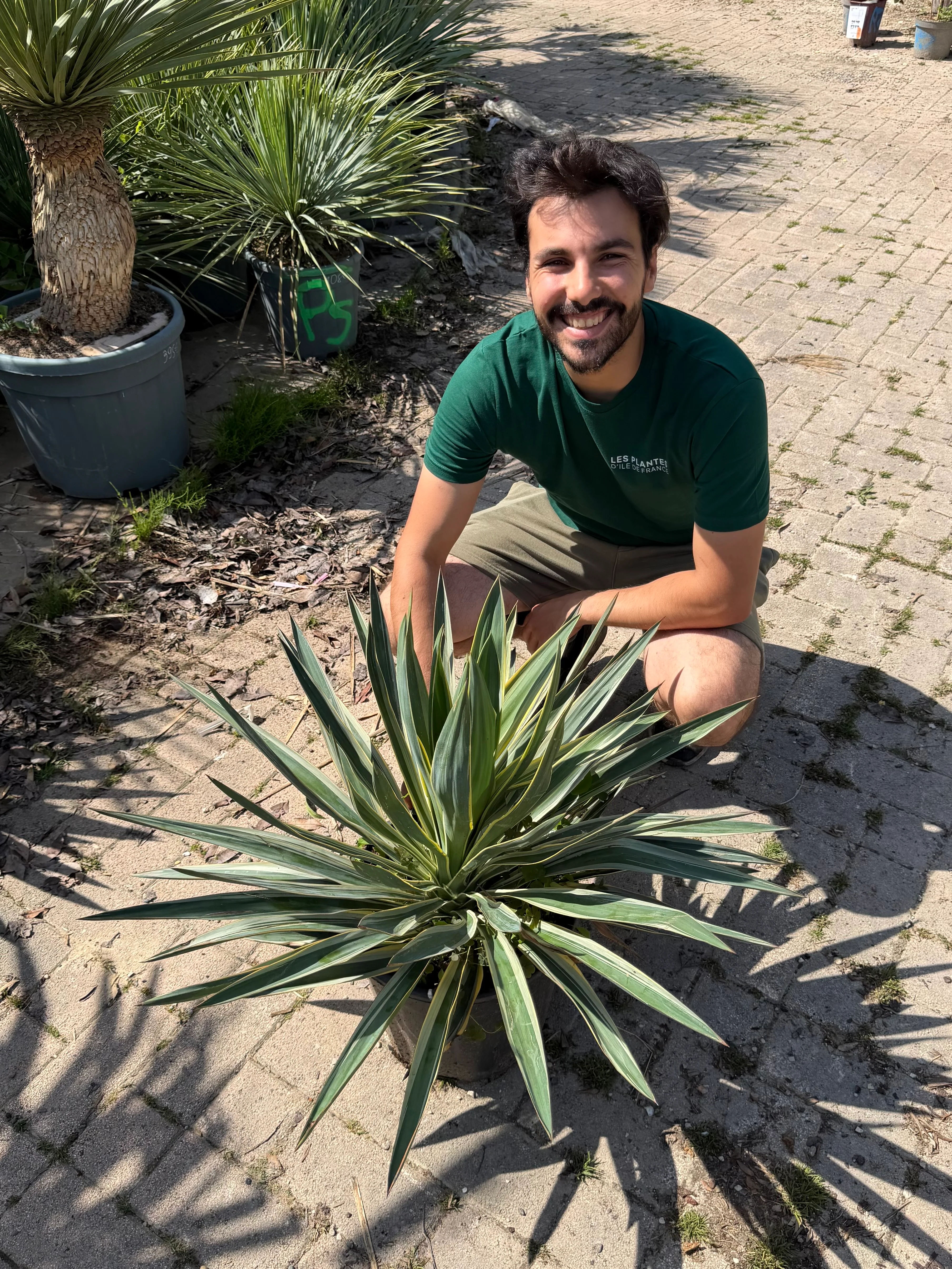 Yucca Gloriosa Variegata - Image 3