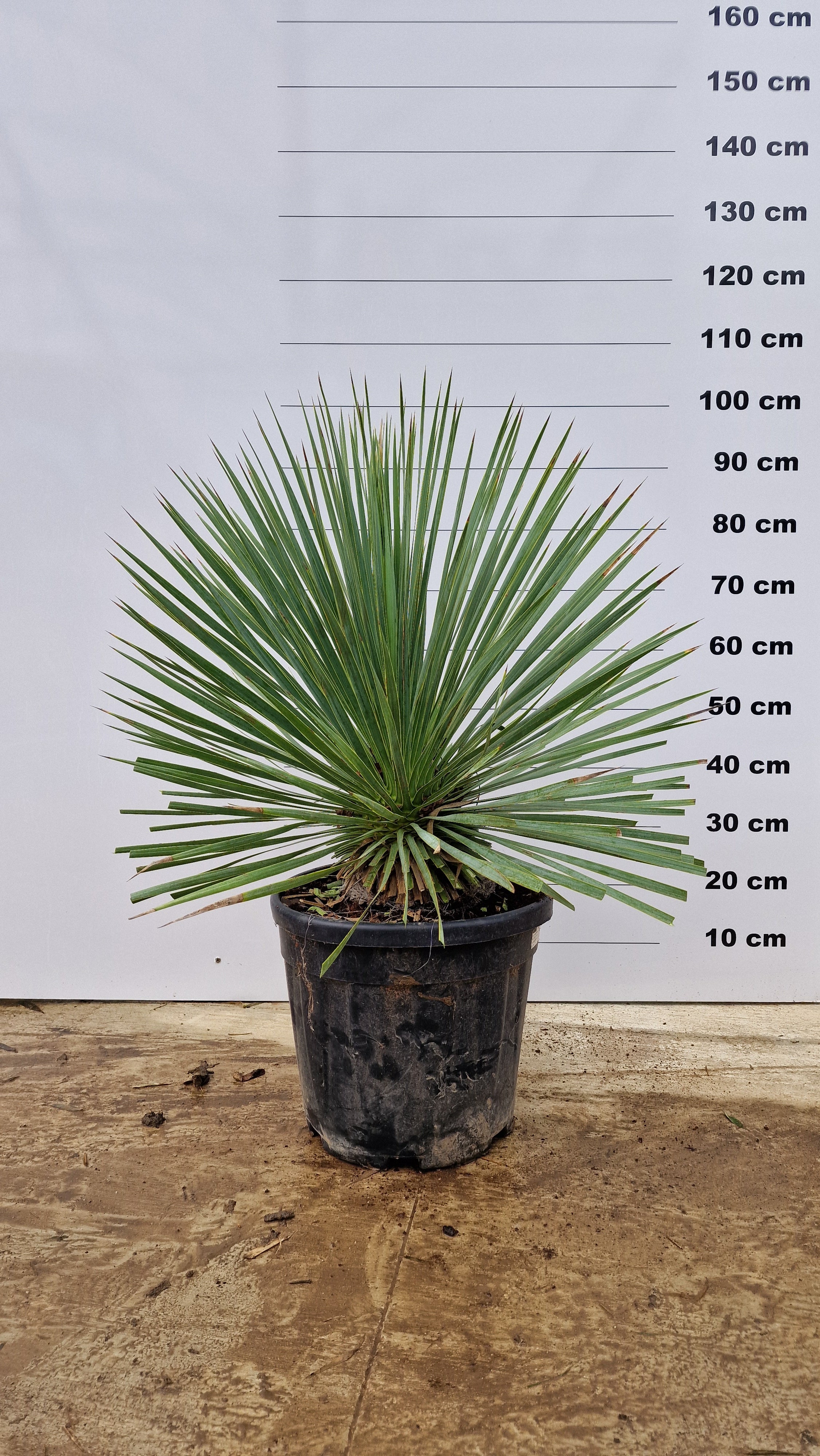 Yucca (Yucca Rostrata) - Image 10