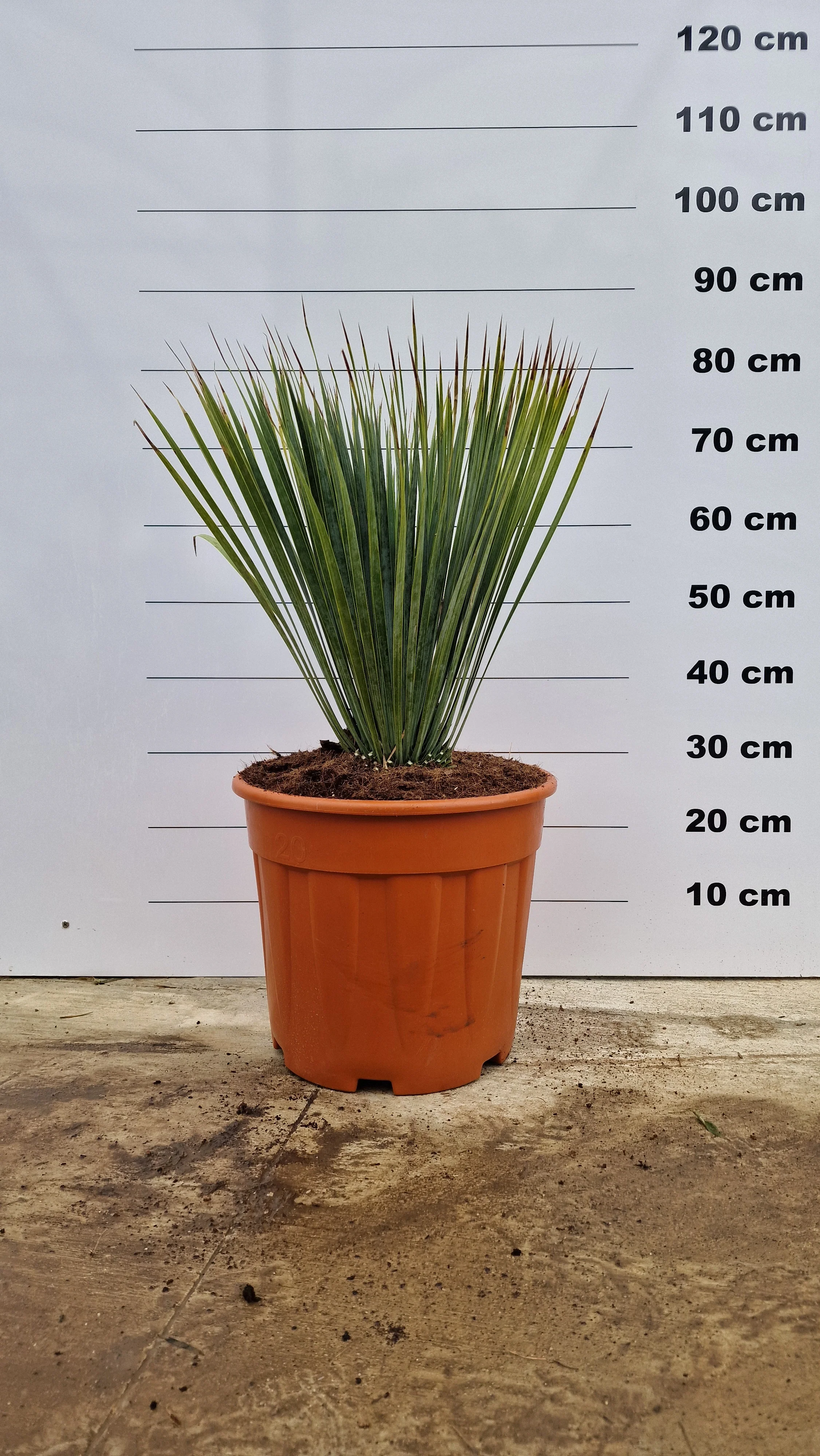 Yucca (Yucca Rostrata) - Image 11