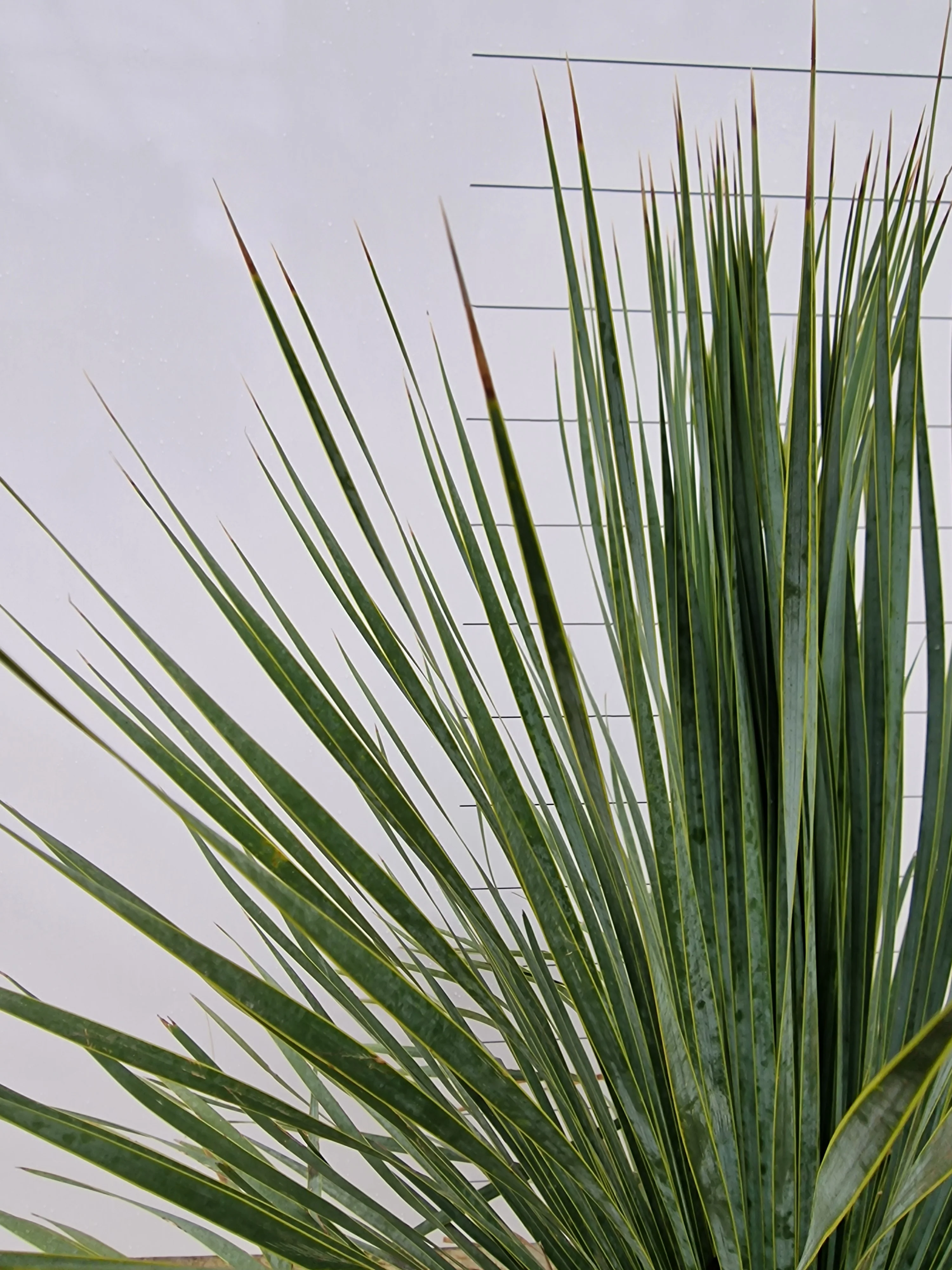 Yucca (Yucca Rostrata) - Image 12