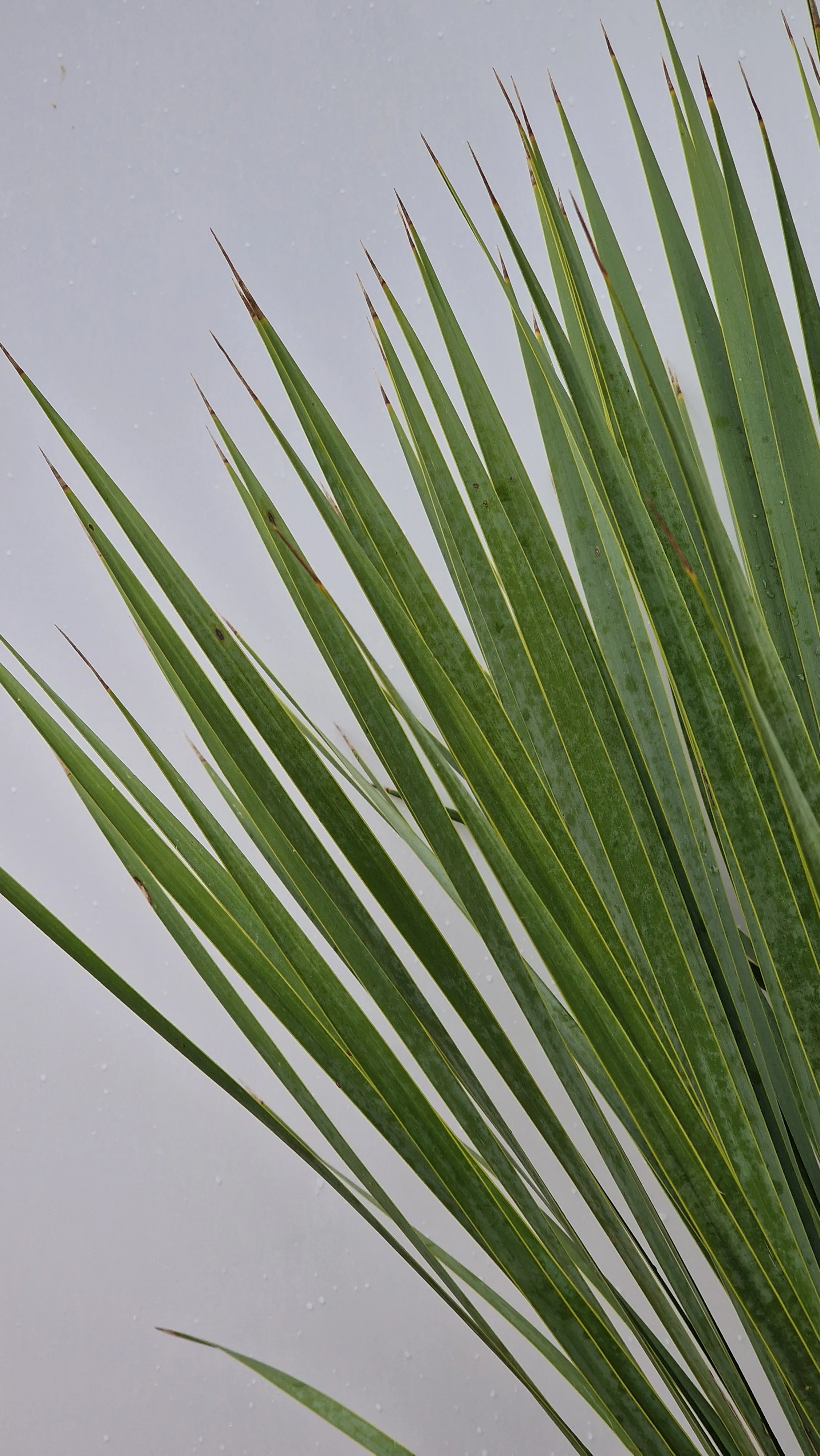 Yucca (Yucca Rostrata) - Image 13