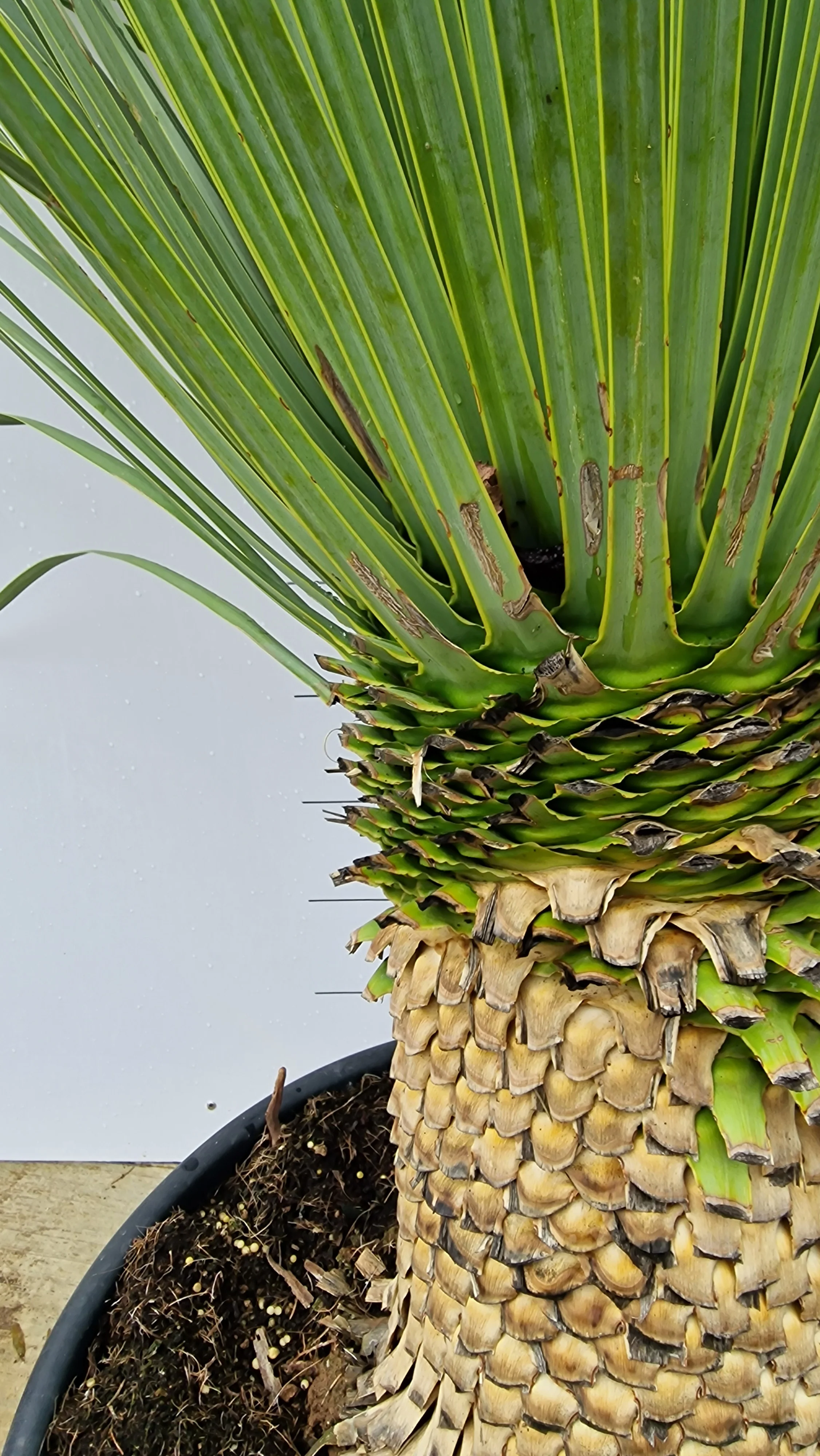 Yucca (Yucca Rostrata) - Image 14