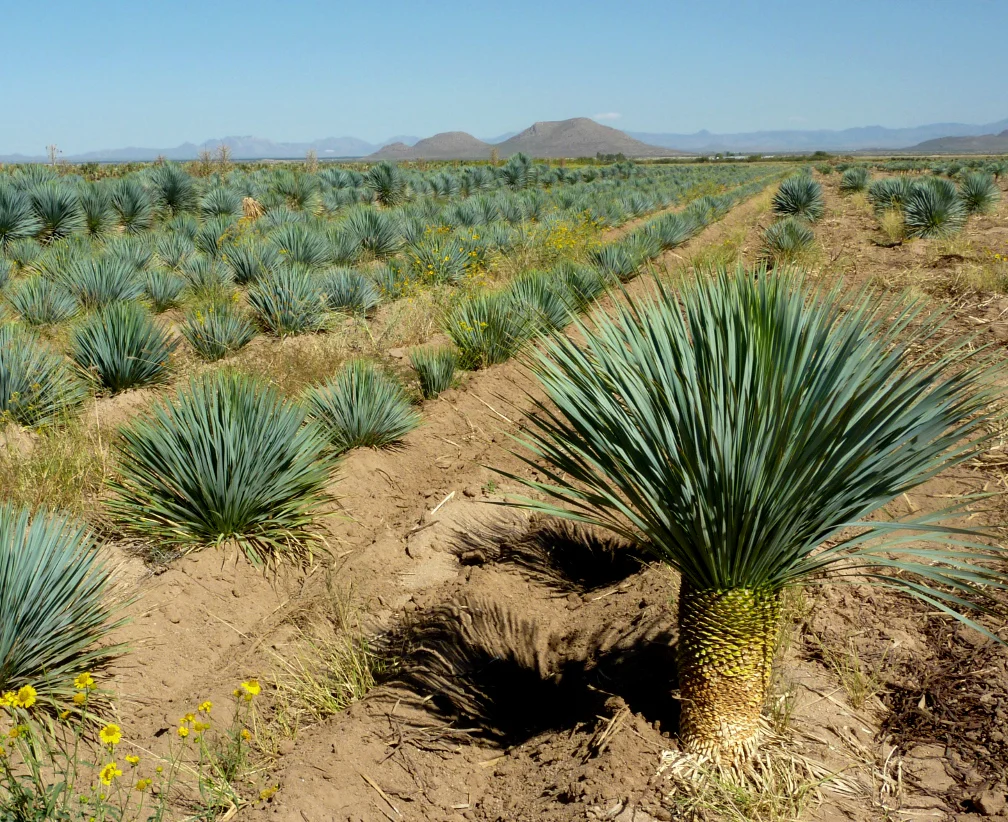 Yucca (Yucca Rostrata) - Image 3