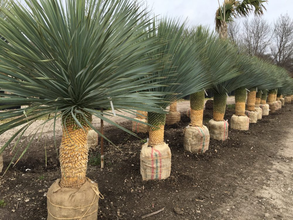 Yucca (Yucca Rostrata) - Image 4