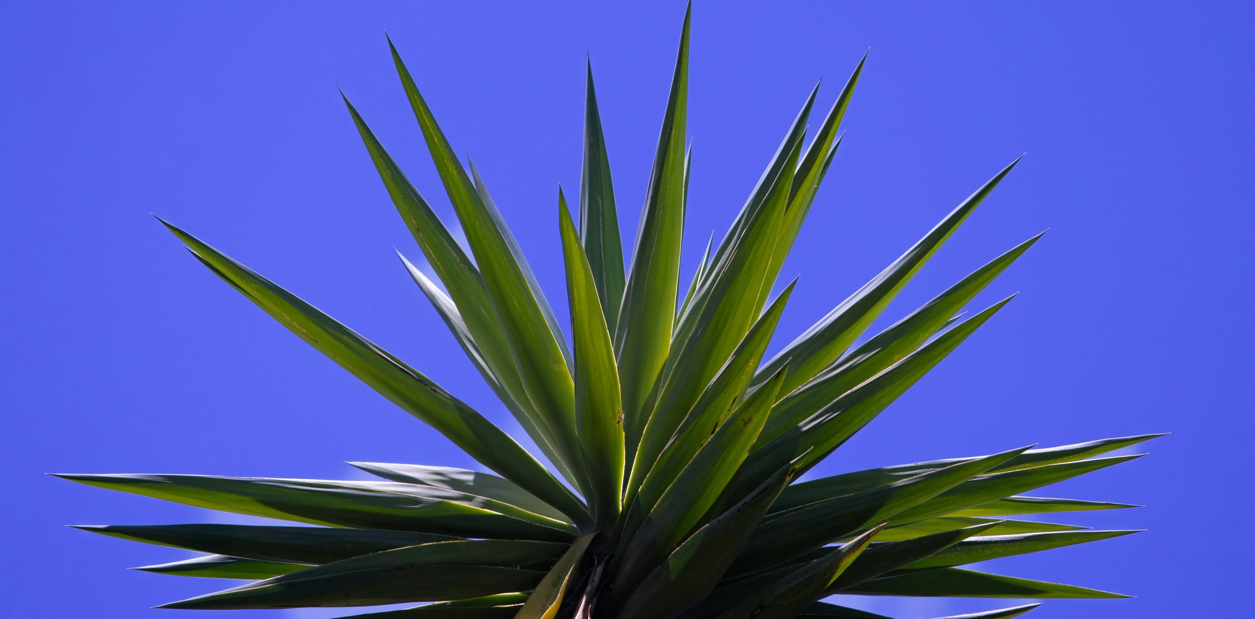 Yucca (Yucca Rostrata) - Image 5