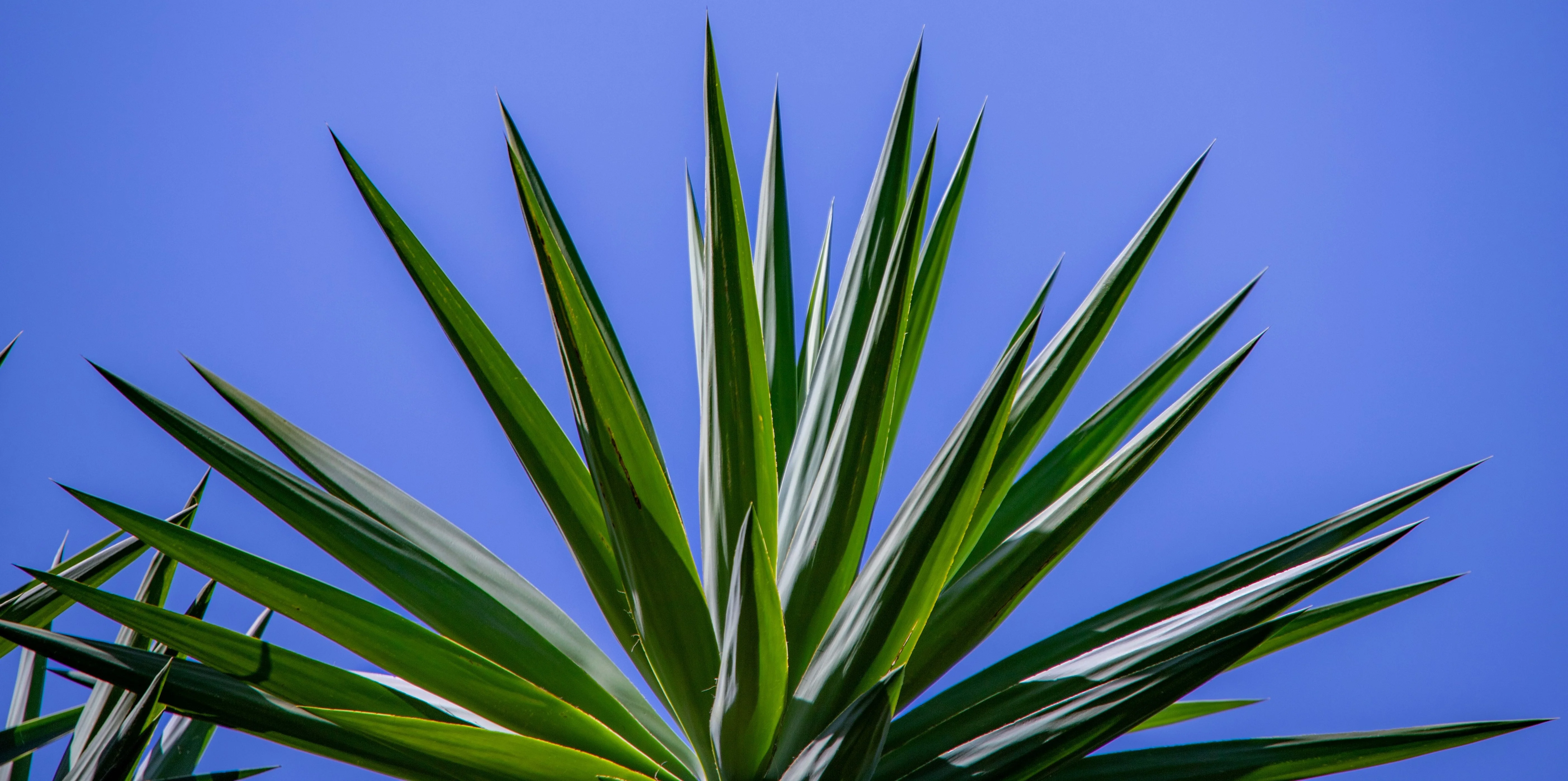 Yucca (Yucca Rostrata) - Image 6