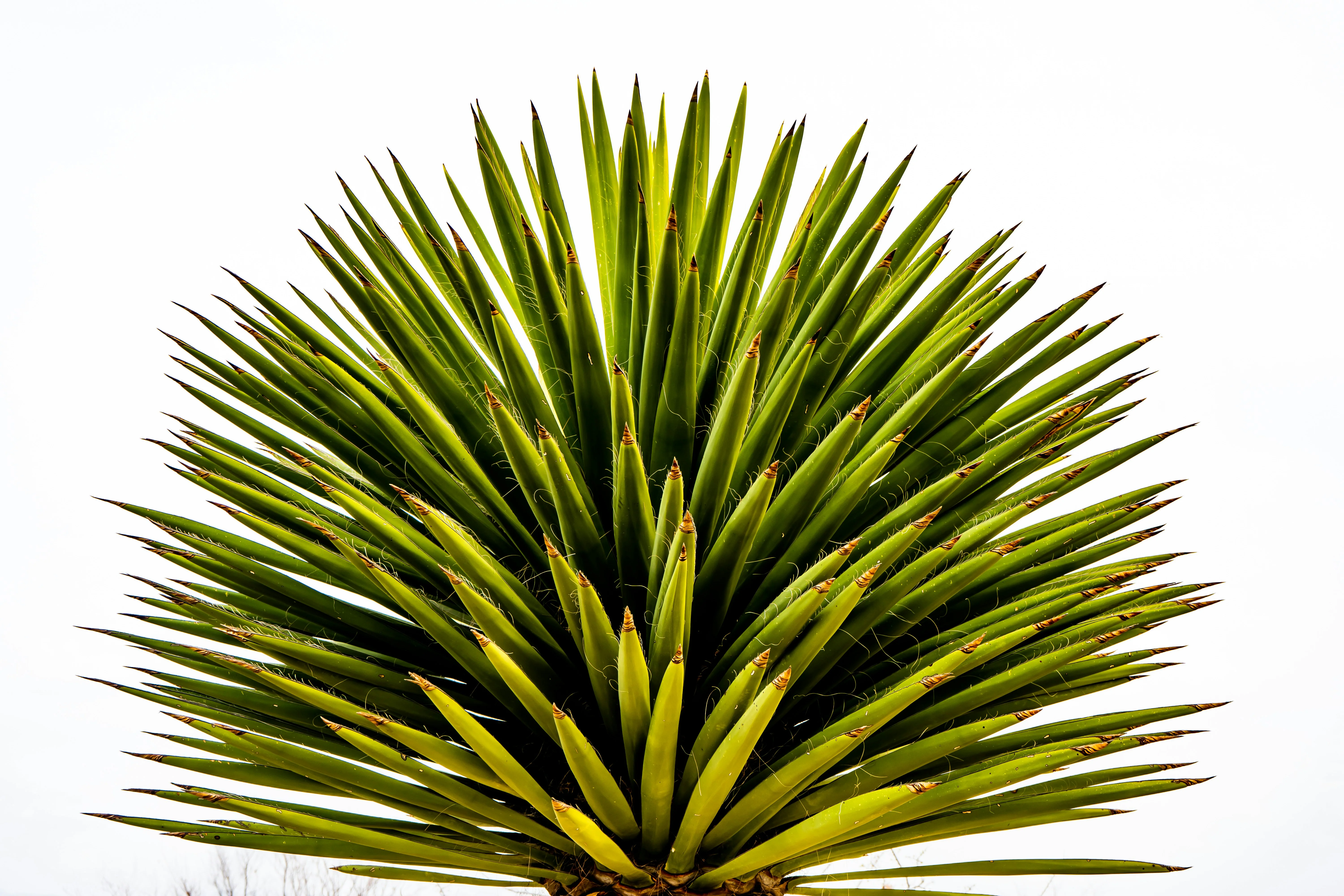 Yucca (Yucca Rostrata) - Image 7