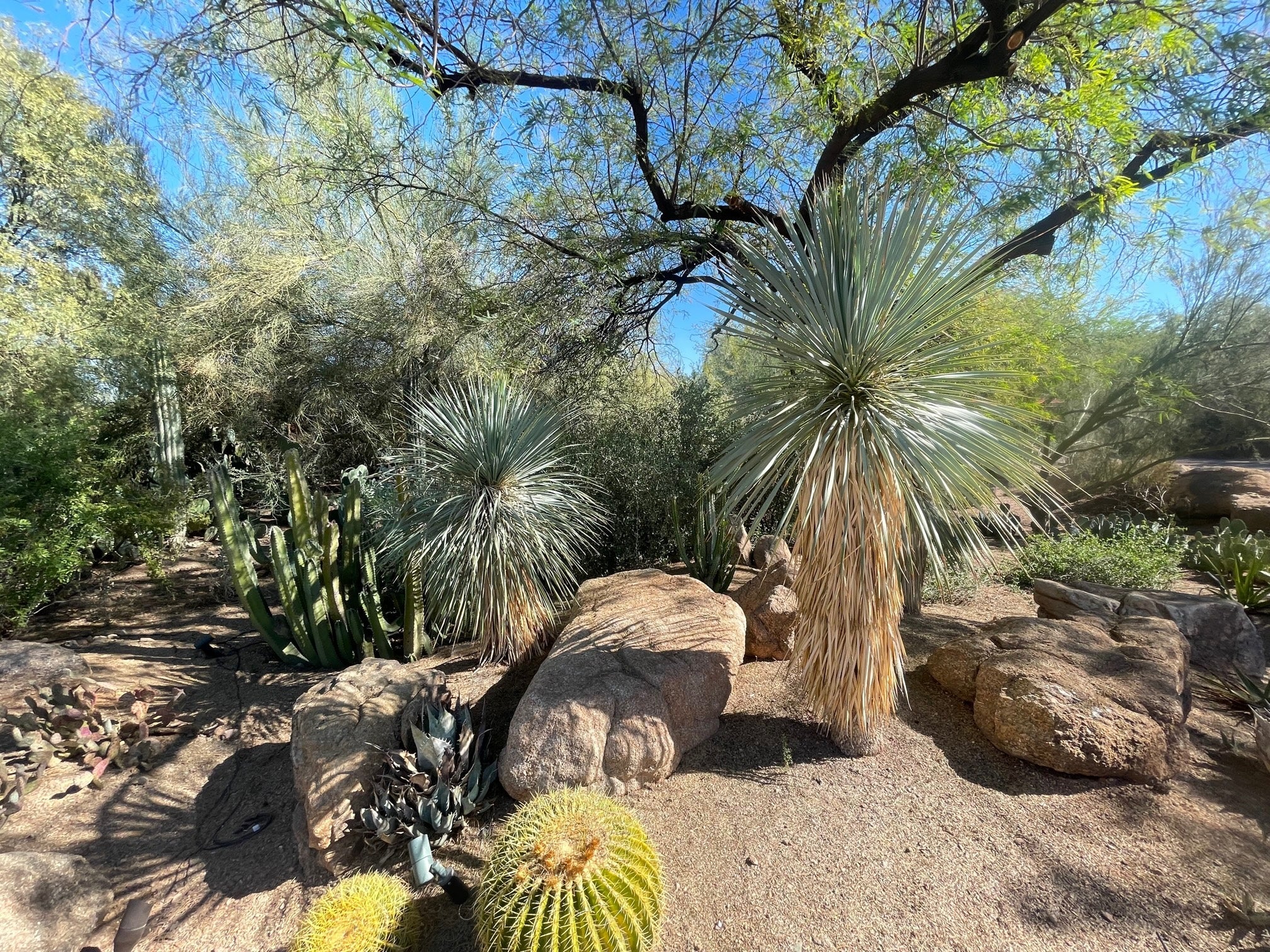 Yucca (Yucca Rostrata) - Image 8