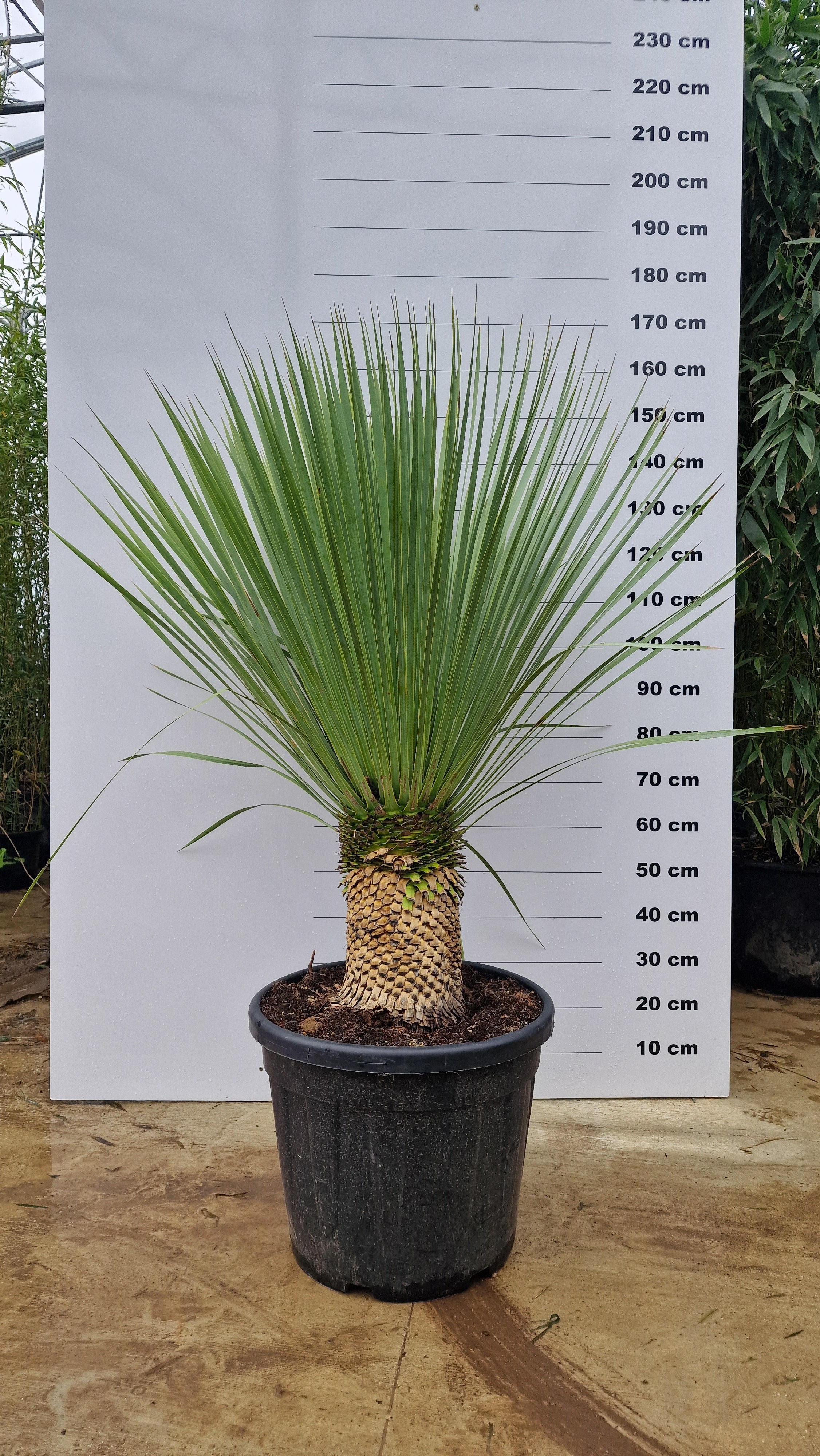 Yucca (Yucca Rostrata) - Image 9
